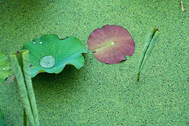 国产塔防+怪物合成游戏《盖娅迷航》8月23日Steam正式发售